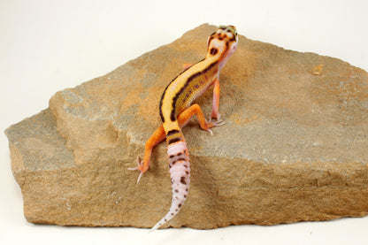 Bold Stripe White & Yellow Leopard Gecko