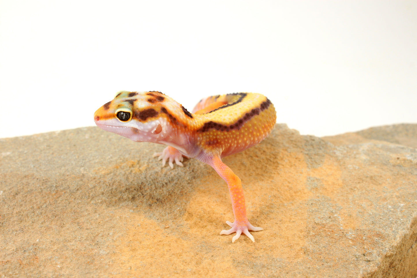 Bold Stripe White & Yellow Leopard Gecko