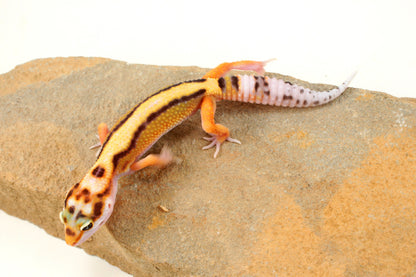 Bold Stripe White & Yellow Leopard Gecko