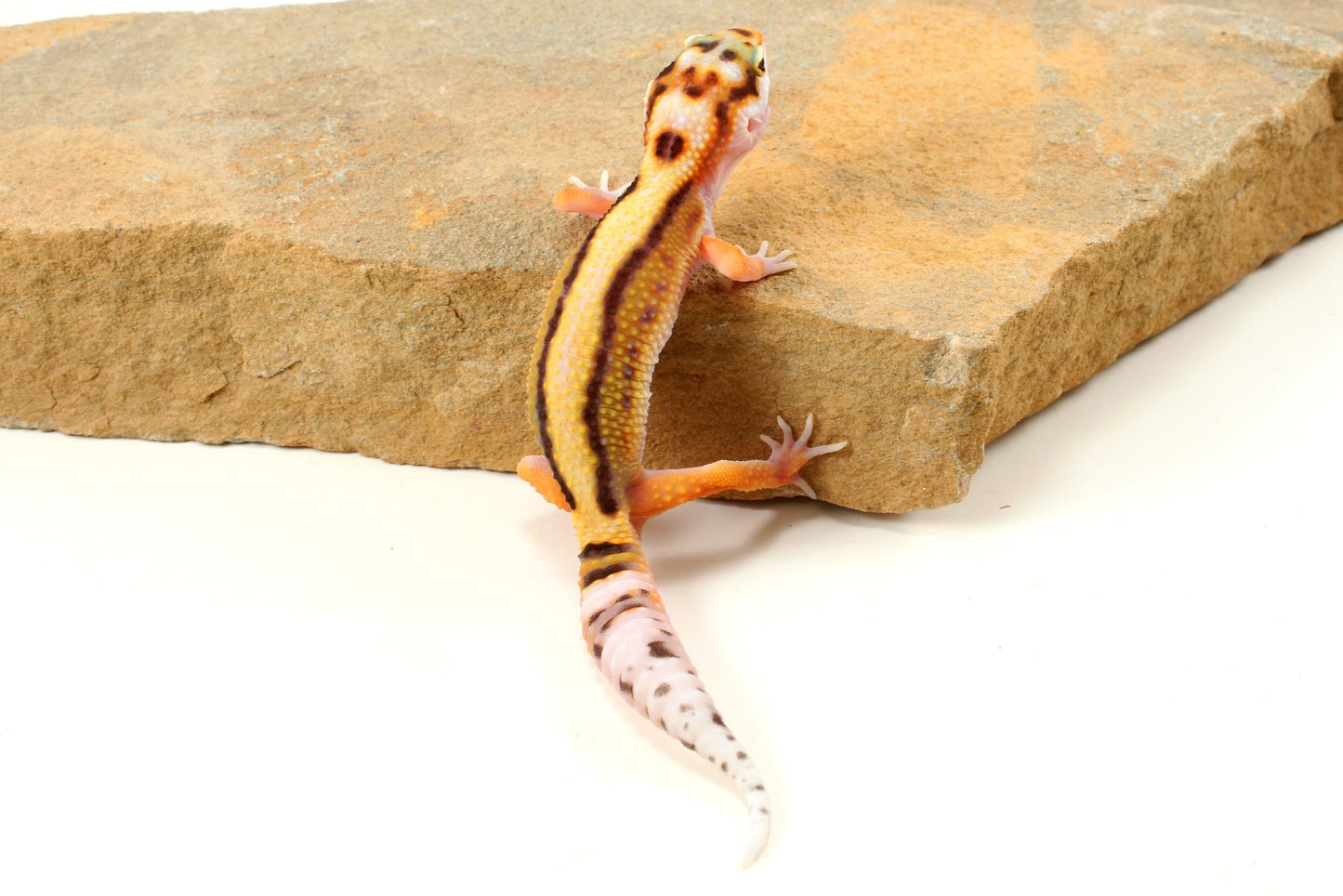 Bold Stripe White & Yellow Leopard Gecko