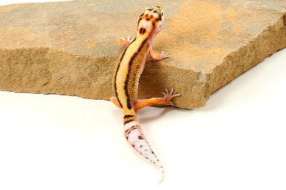 Bold Stripe White & Yellow Leopard Gecko
