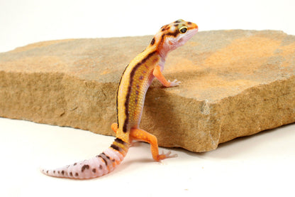 Bold Stripe White & Yellow Leopard Gecko