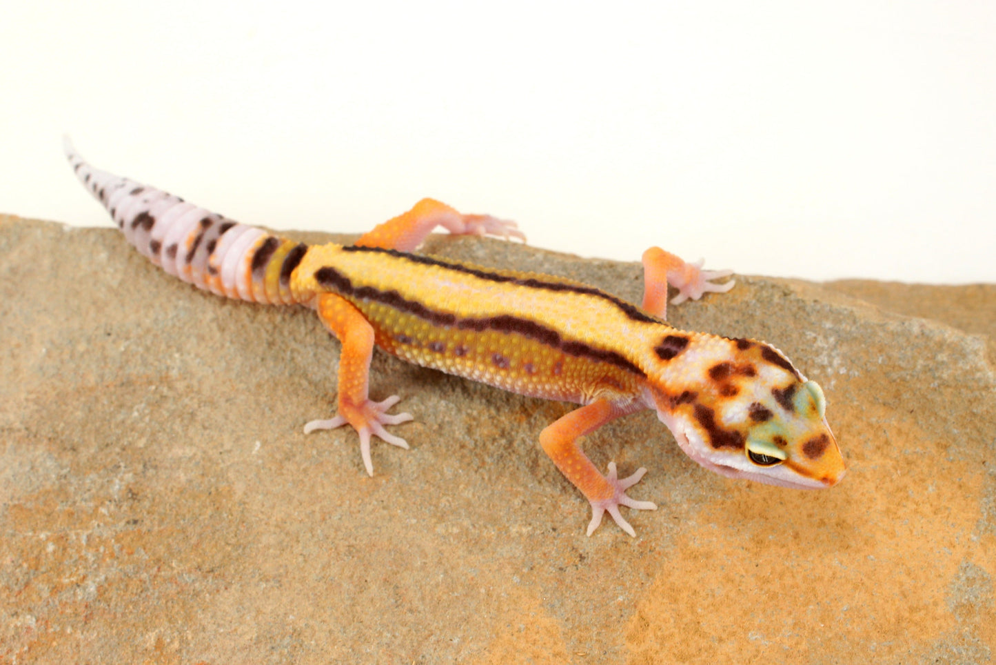 Bold Stripe White & Yellow Leopard Gecko