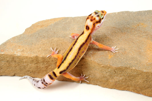 Bold Stripe White & Yellow Leopard Gecko
