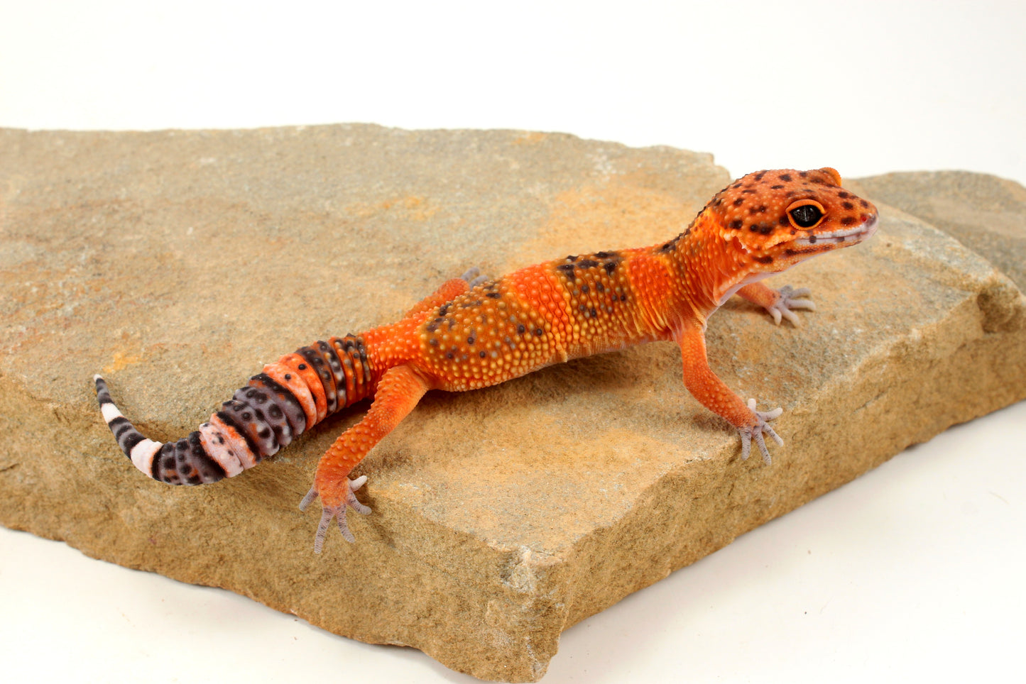 Blood Emerine Leopard Gecko