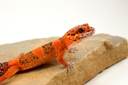 Blood Emerine Leopard Gecko