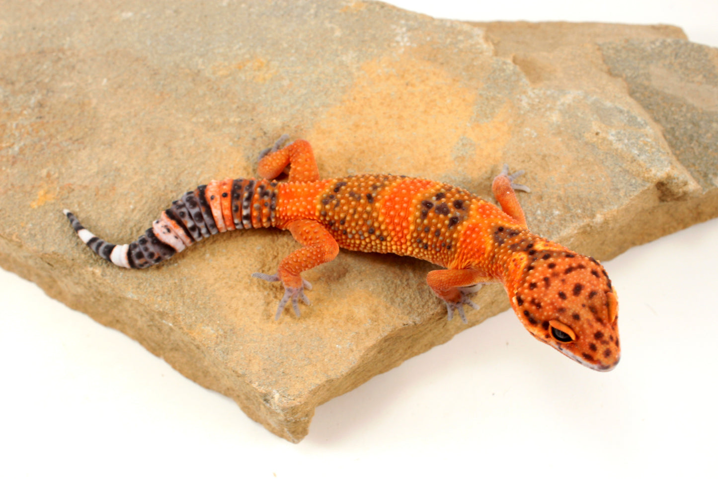 Blood Emerine Leopard Gecko