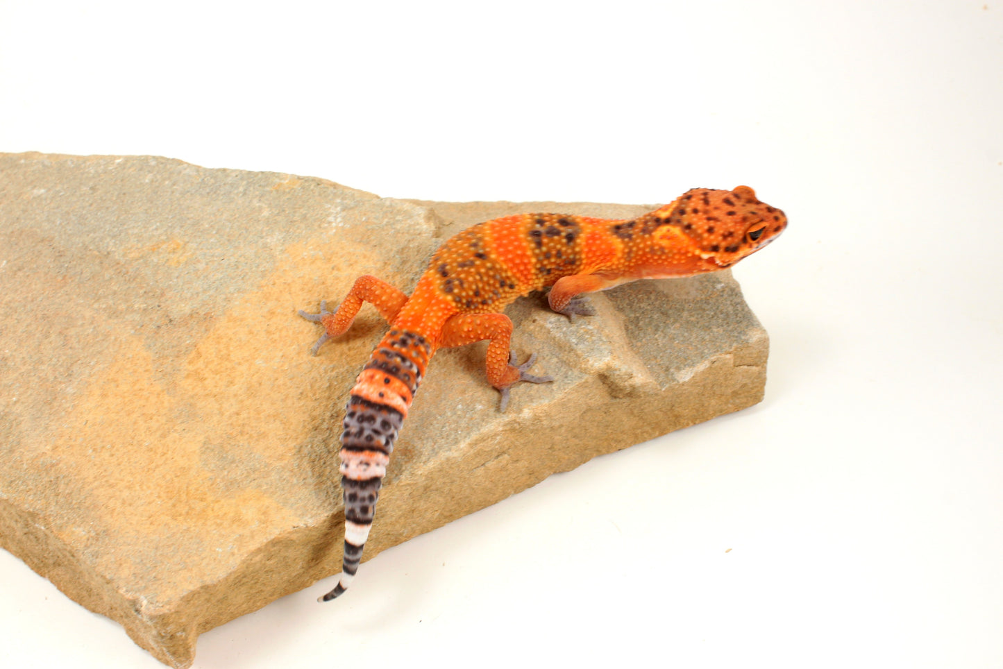 Blood Emerine Leopard Gecko