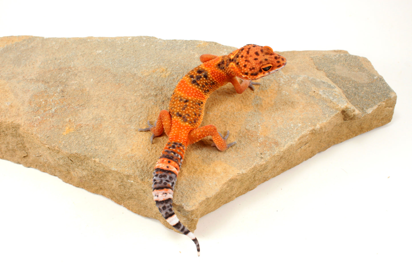 Blood Emerine Leopard Gecko