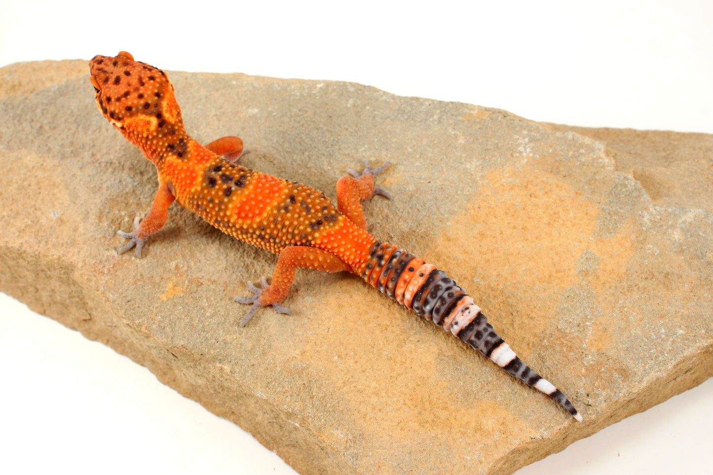 Blood Emerine Leopard Gecko