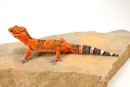 Blood Emerine Leopard Gecko