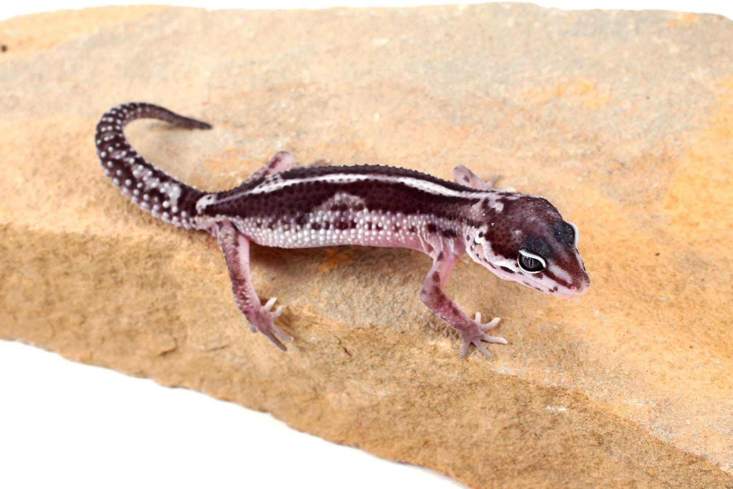Black Night Mack Snow Leopard Gecko