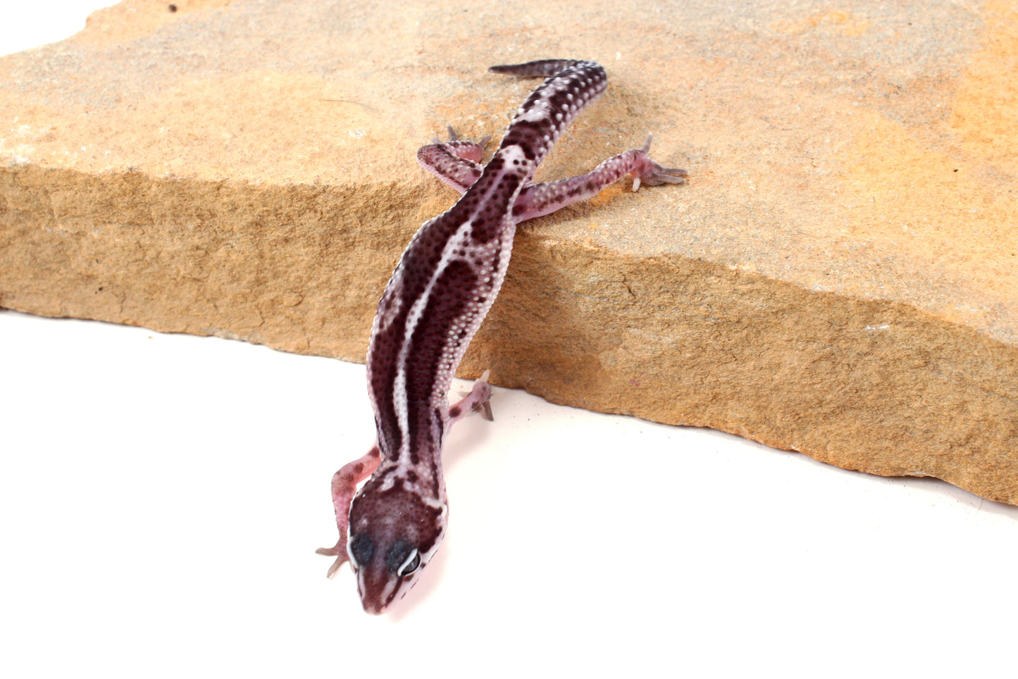 Black Night Mack Snow Leopard Gecko