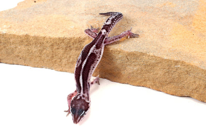 Black Night Mack Snow Leopard Gecko