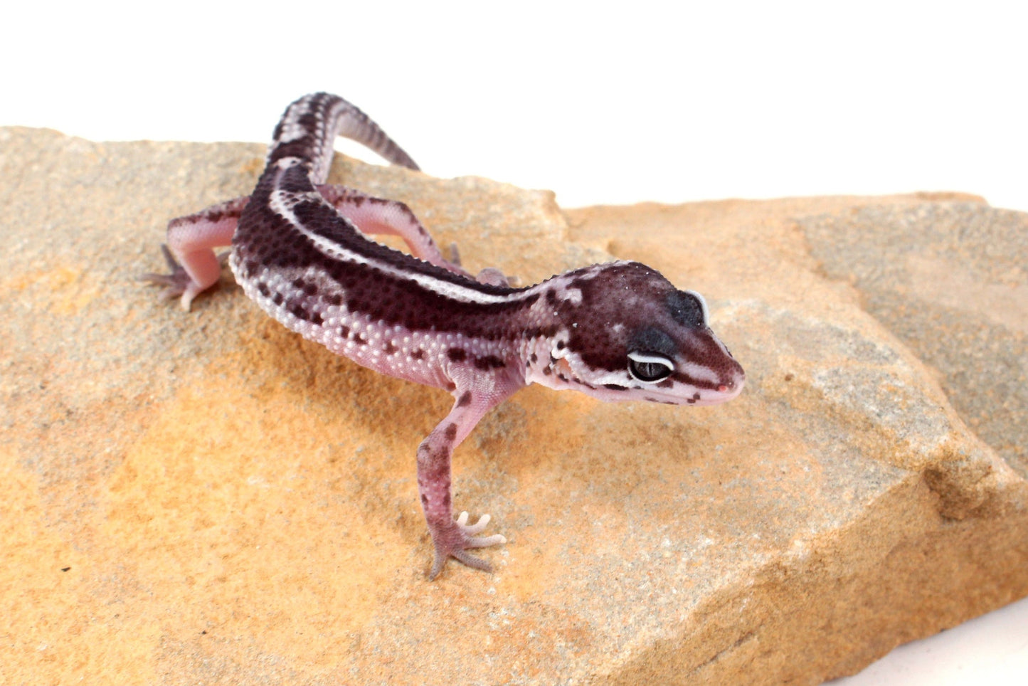 Black Night Mack Snow Leopard Gecko