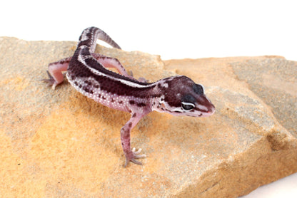 Black Night Mack Snow Leopard Gecko