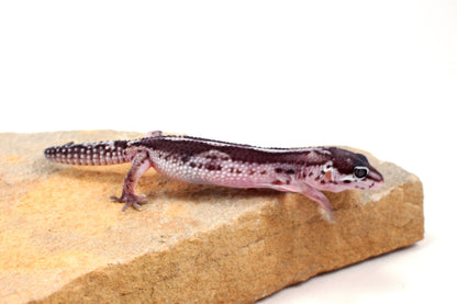 Black Night Mack Snow Leopard Gecko