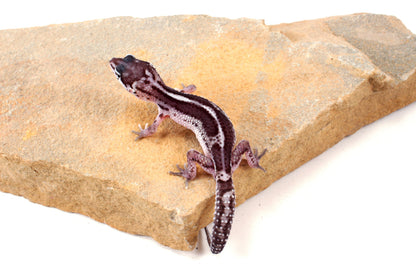 Black Night Mack Snow Leopard Gecko