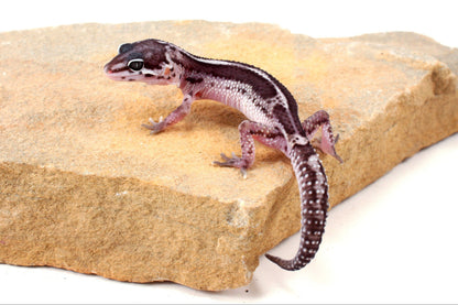 Black Night Mack Snow Leopard Gecko
