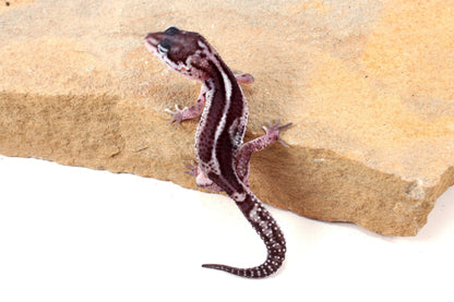 Black Night Mack Snow Leopard Gecko