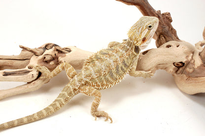 Hypo Citrus Tiger Bearded Dragon