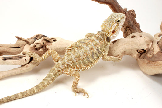 Hypo Citrus Tiger Bearded Dragon