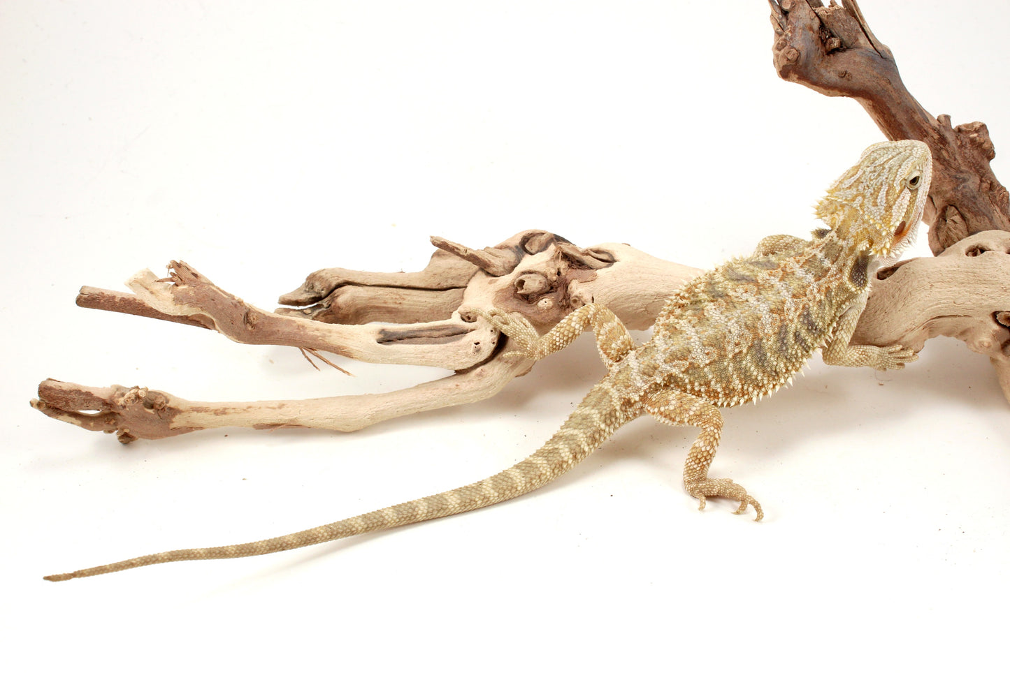 Hypo Citrus Tiger Bearded Dragon