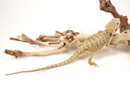 Hypo Citrus Tiger Bearded Dragon