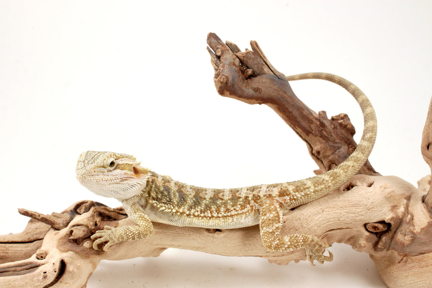 Hypo Citrus Tiger Bearded Dragon