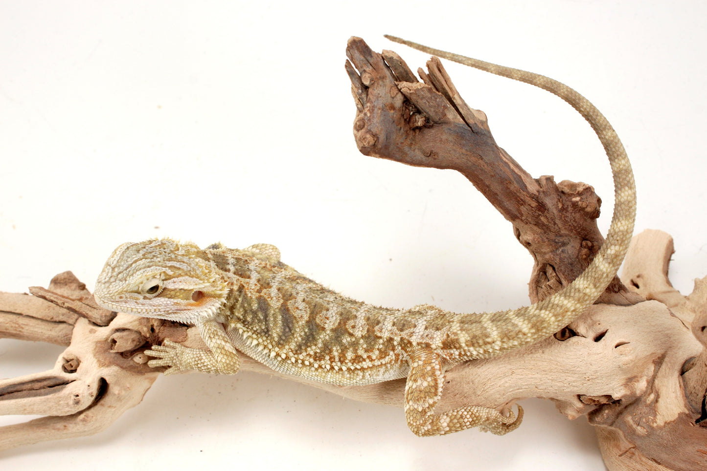 Hypo Citrus Tiger Bearded Dragon