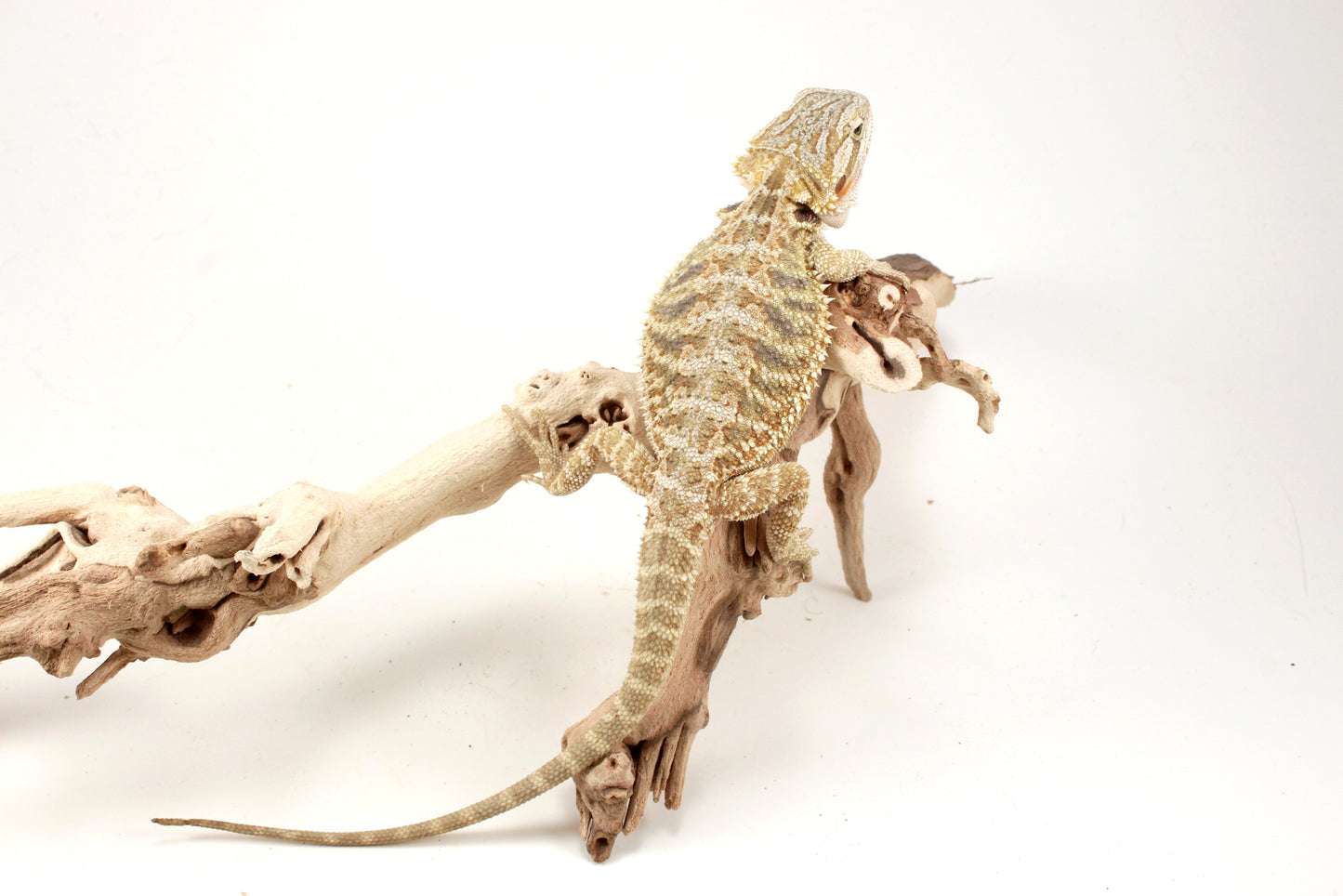 Hypo Citrus Tiger Bearded Dragon