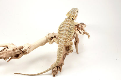 Hypo Citrus Tiger Bearded Dragon