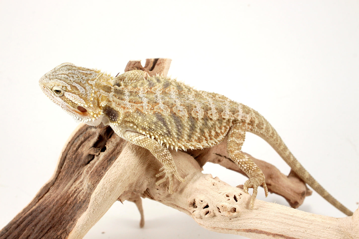 Hypo Citrus Tiger Bearded Dragon