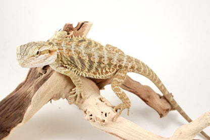 Hypo Citrus Tiger Bearded Dragon