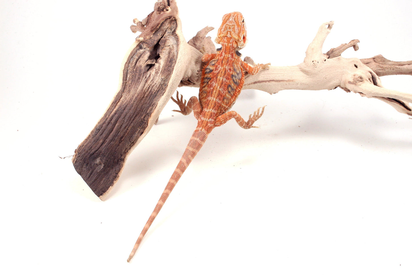 Hypo Orange Tiger Leatherback Blue Bar Bearded Dragon