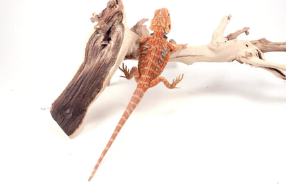 Hypo Orange Tiger Leatherback Blue Bar Bearded Dragon