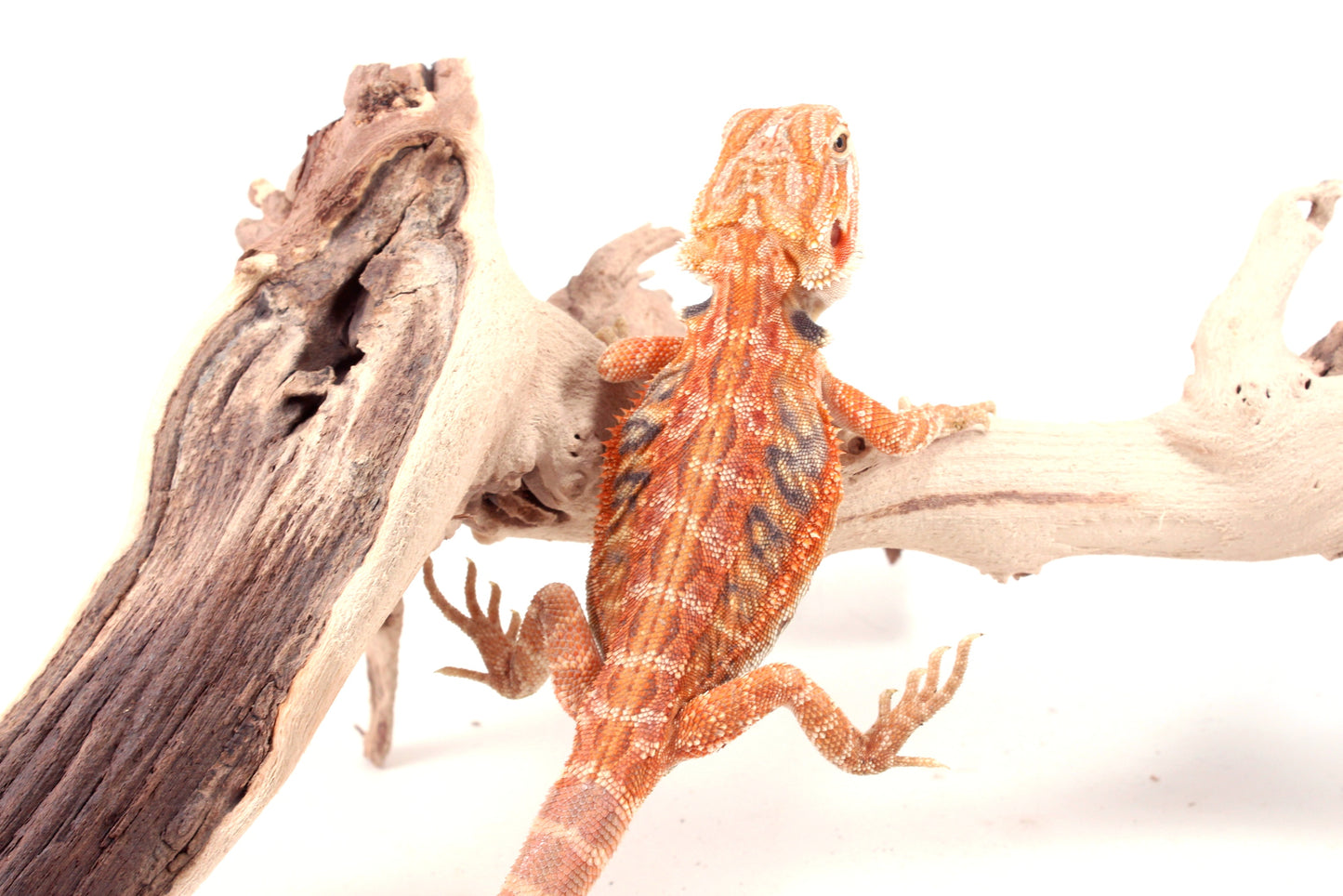 Hypo Orange Tiger Leatherback Blue Bar Bearded Dragon