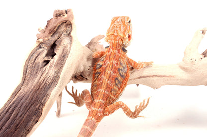 Hypo Orange Tiger Leatherback Blue Bar Bearded Dragon