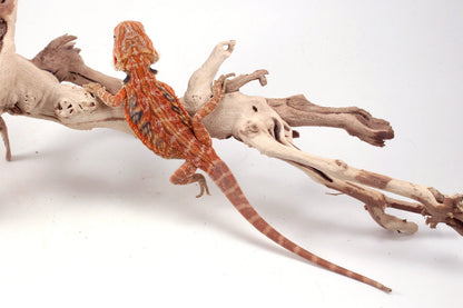 Hypo Orange Tiger Leatherback Blue Bar Bearded Dragon