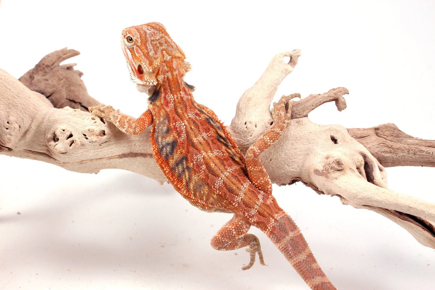 Hypo Orange Tiger Leatherback Blue Bar Bearded Dragon