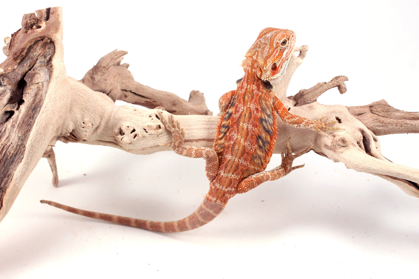 Hypo Orange Tiger Leatherback Blue Bar Bearded Dragon