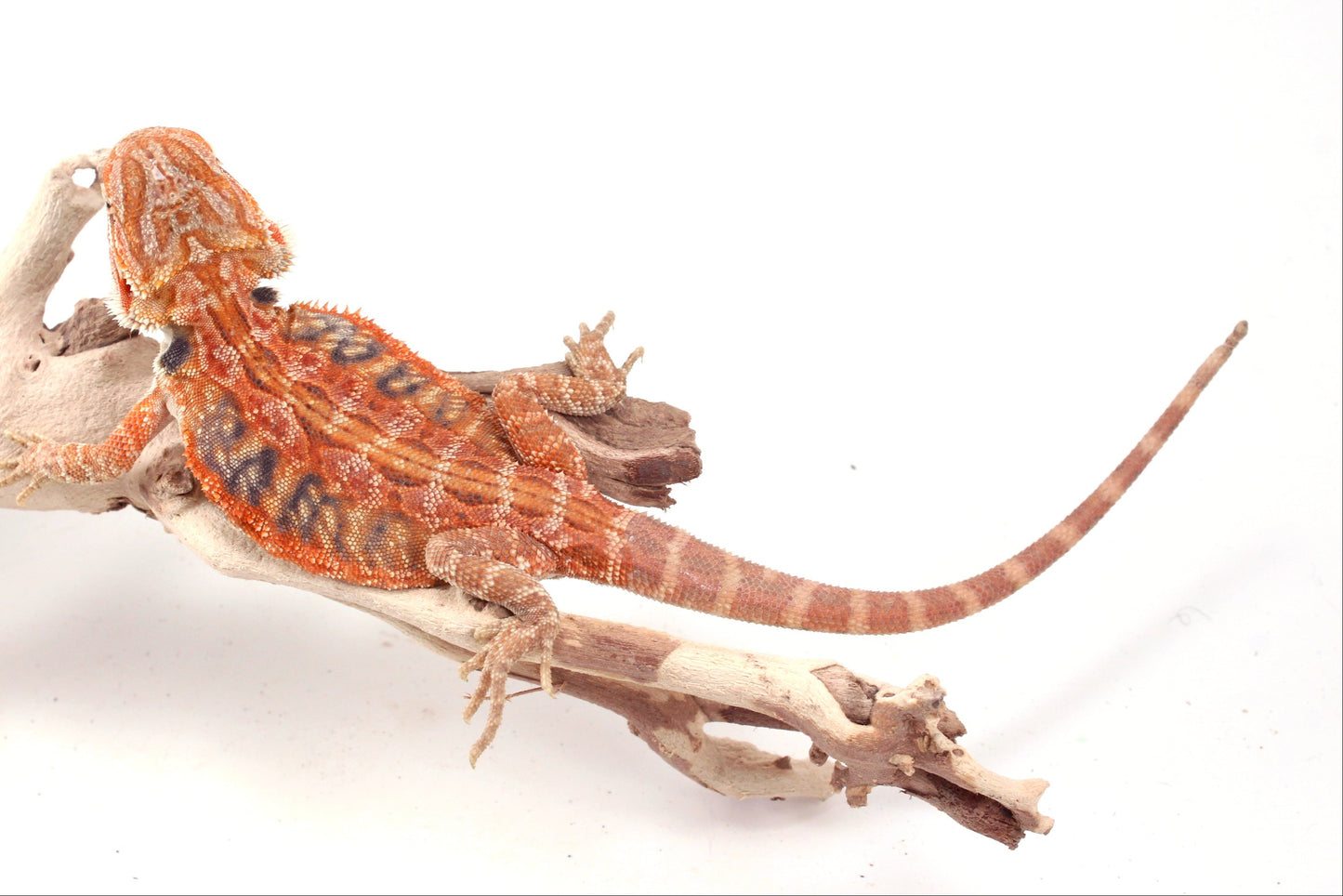 Hypo Orange Tiger Leatherback Blue Bar Bearded Dragon