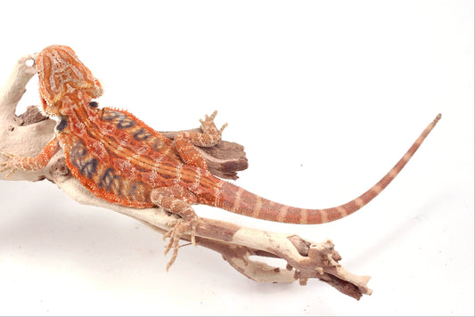 Hypo Orange Tiger Leatherback Blue Bar Bearded Dragon