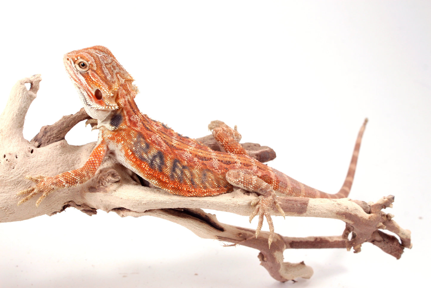 Hypo Orange Tiger Leatherback Blue Bar Bearded Dragon