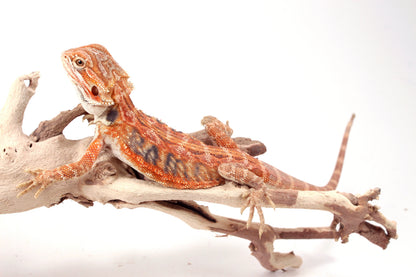 Hypo Orange Tiger Leatherback Blue Bar Bearded Dragon