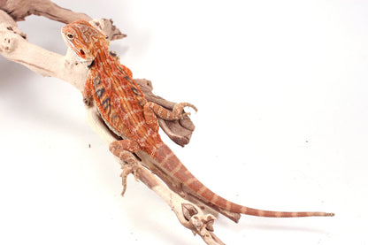 Hypo Orange Tiger Leatherback Blue Bar Bearded Dragon