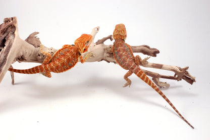 Hypo Orange Tiger Blue Bar Bearded Dragon