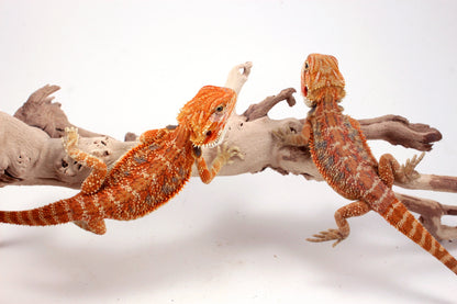 Hypo Orange Tiger Blue Bar Bearded Dragon