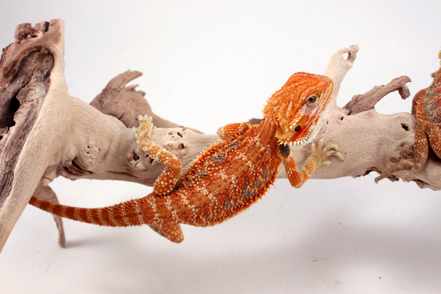 Hypo Orange Tiger Blue Bar Bearded Dragon