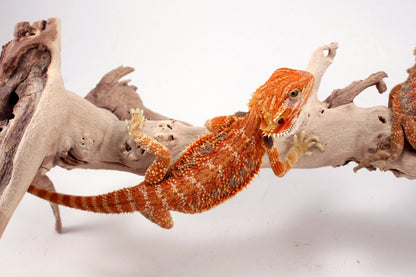 Hypo Orange Tiger Blue Bar Bearded Dragon